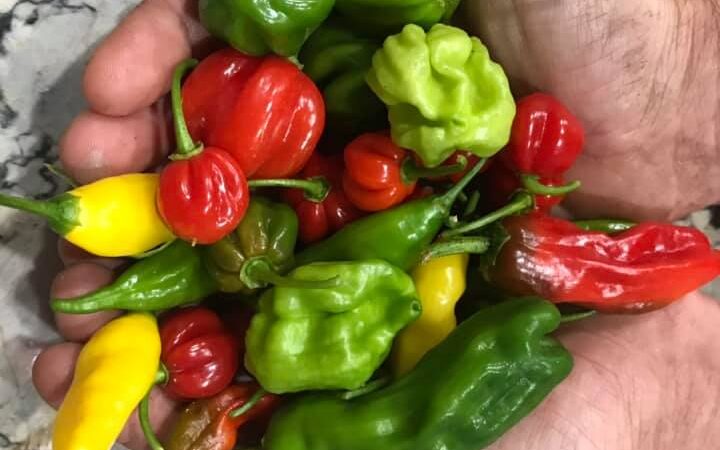 Growing and Cultivating Peppers in Lakeland, Florida: A Flavorful Journey