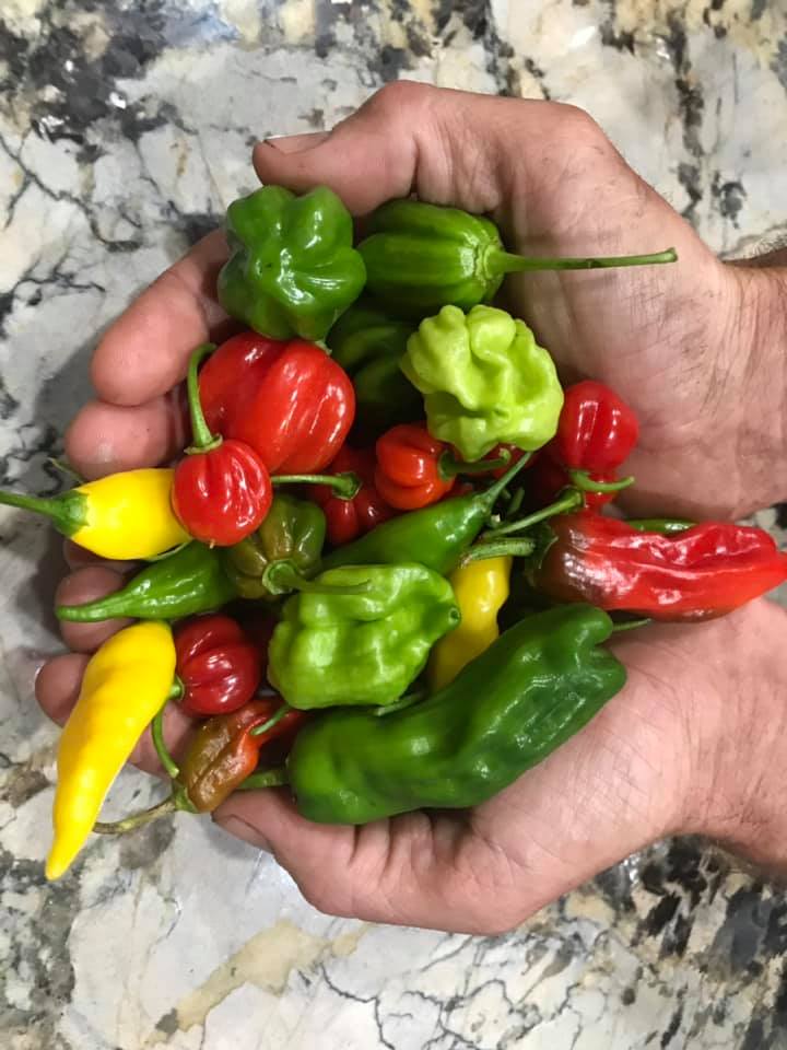 Growing and Cultivating Peppers in Lakeland, Florida: A Flavorful Journey